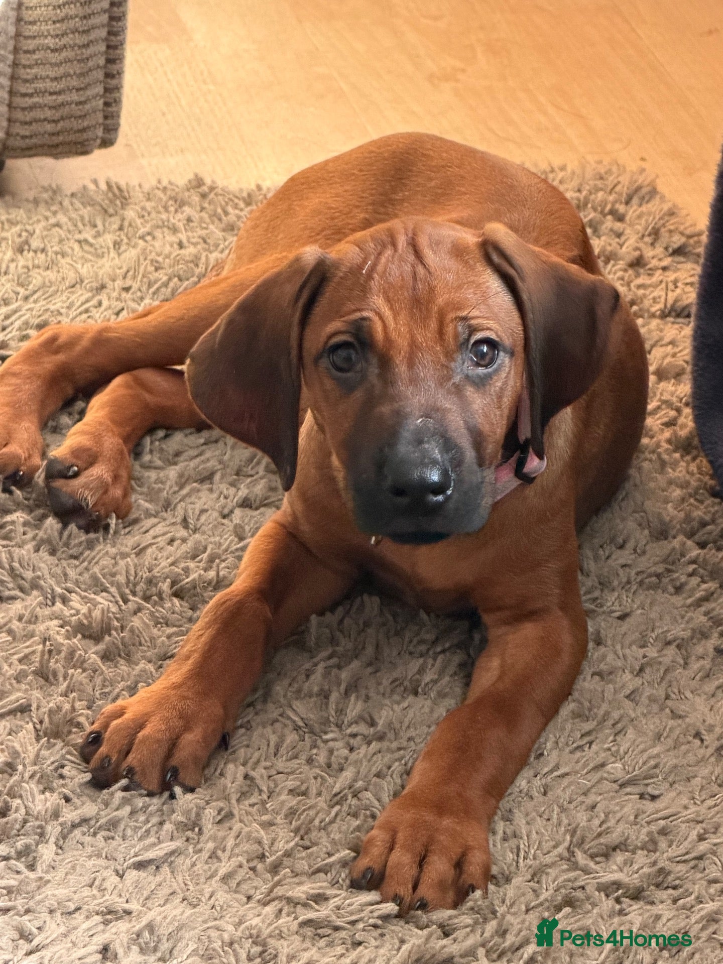 Rhodesian Ridgeback dogs KC Rhodesian Ridgebacks - Advert 2