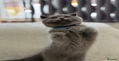 Scottish Fold cats - Advert 12