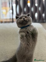 Scottish Fold cats - Advert 12
