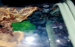 Spiders invertebrates for sale: Trantula collection crested geckos  - Image 26