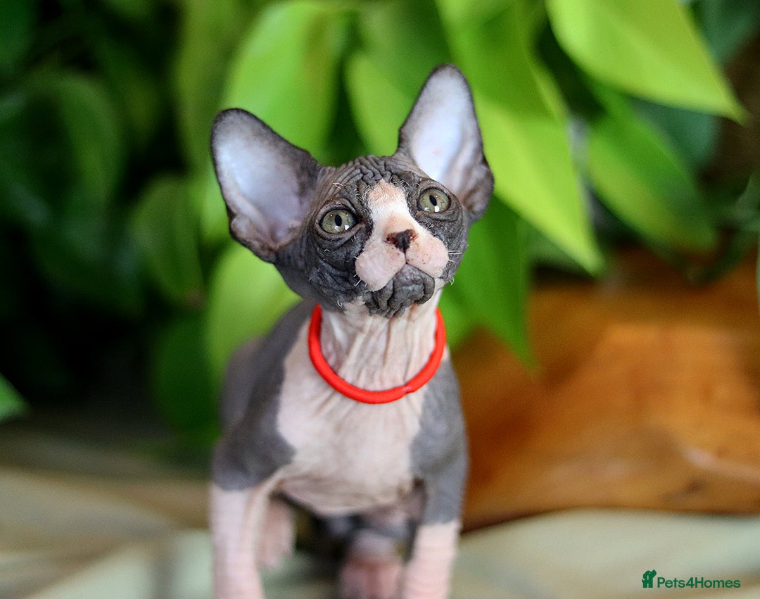 Sphynx cats for sale: Bloodline Sphynx Kittens  - Advert 11