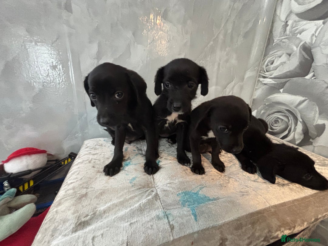 Patterjack dogs for sale: 4 lovely patterjacks  - Image 5