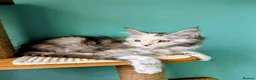 Maine Coon cats for sale: Maine Coon Pedigree Kittens  - Advert 5