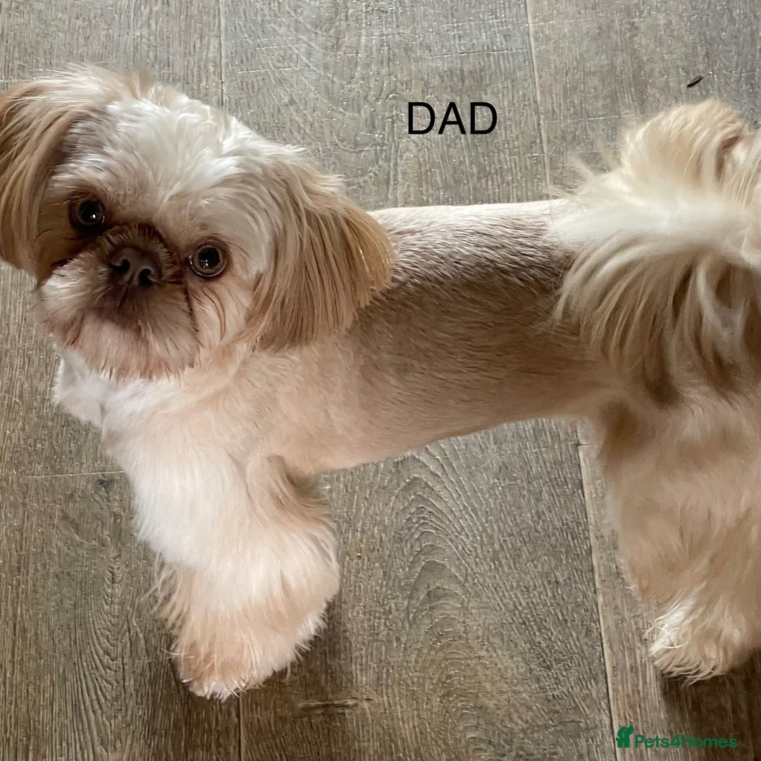 Shih Tzu dogs for sale: Shih Tzu Coloured Pups Standard x Imperial  - Image 6