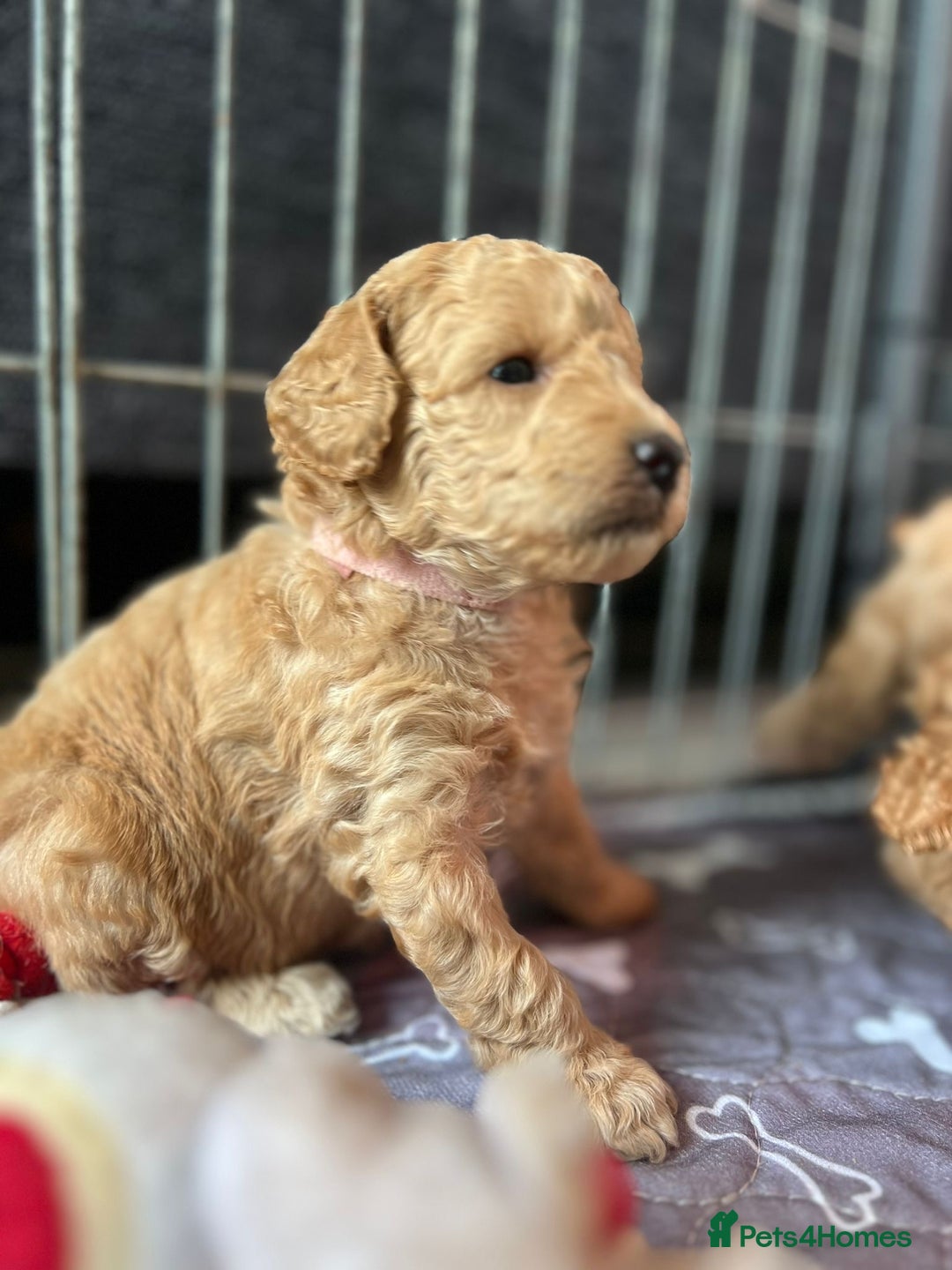 Toy Poodle dogs for sale: KC Registered Toy Poodle Treasures  - Image 11