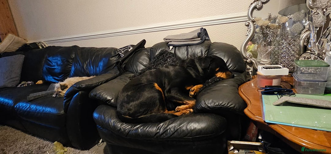 Rottweiler dogs for sale: Rottweiler  - Advert 3
