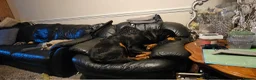 Rottweiler dogs for sale: Rottweiler  - Advert 3