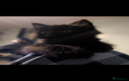 Mixed Breed cats for sale: Spynx X maincoon  - Image 10