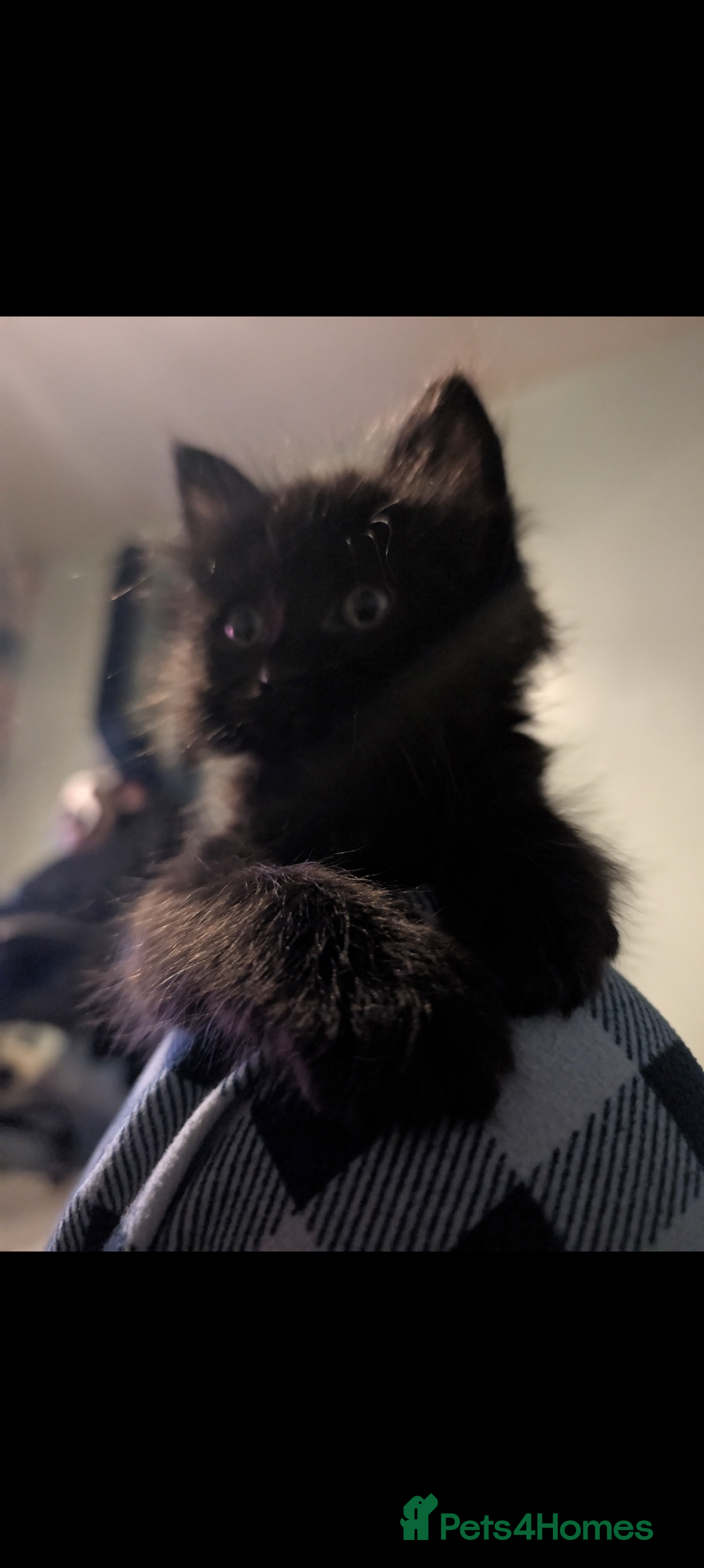 Mixed Breed cats for sale: Spynx X maincoon  - Image 10