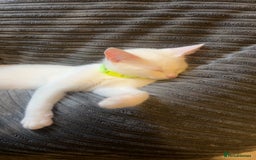 Mixed Breed cats for sale: Kittens  - Advert 4