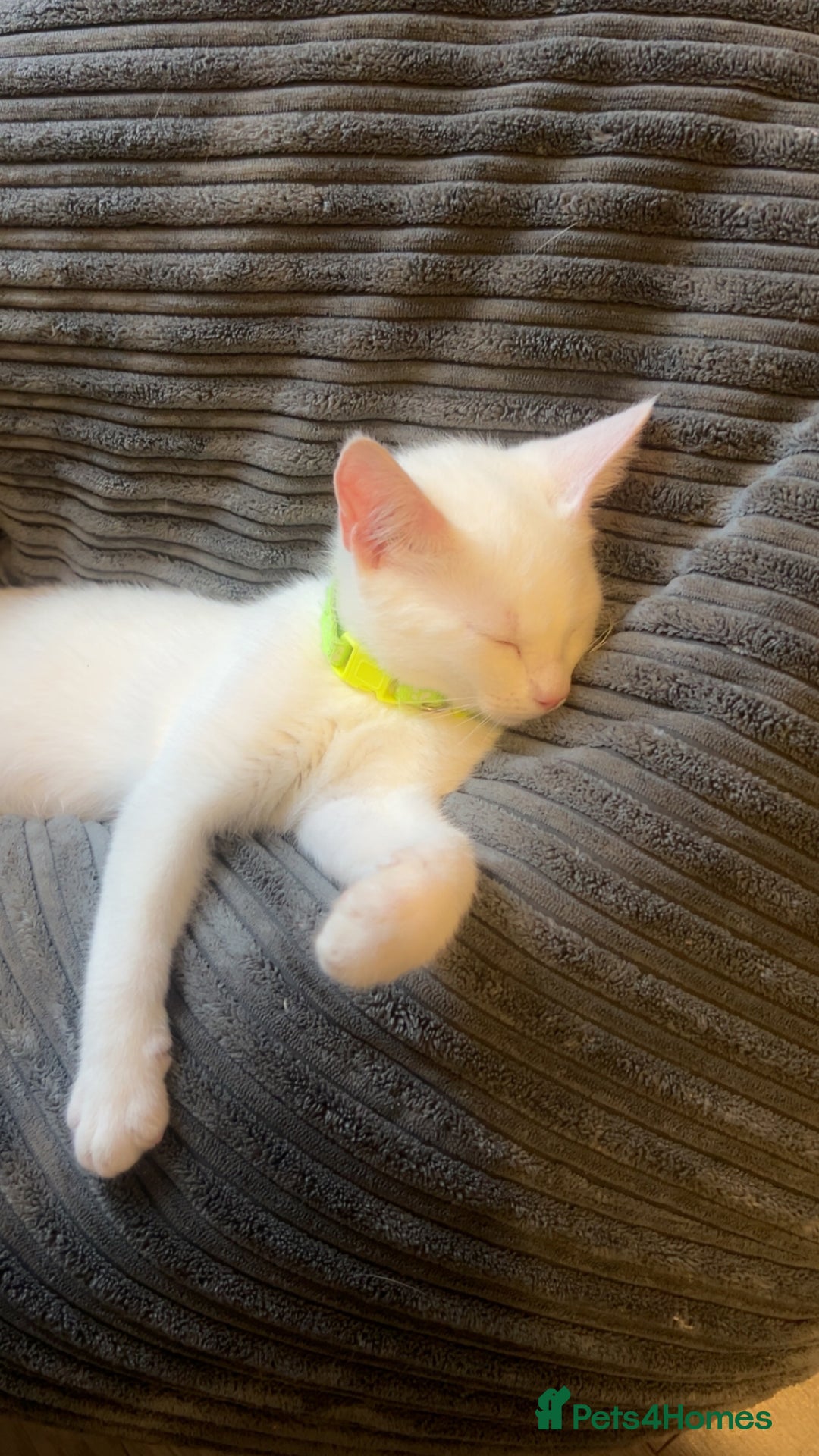 Mixed Breed cats for sale: Kittens  - Advert 4