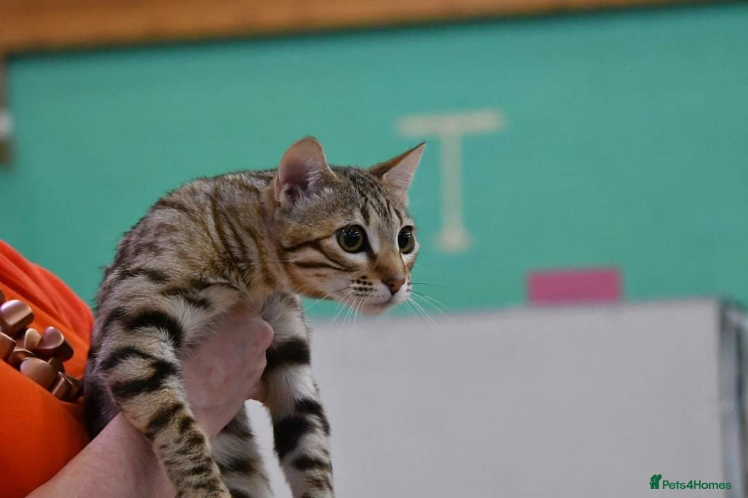 Bengal cats for sale: 🔥Retired Bengal Queen imported from france 🔥 - Image 11