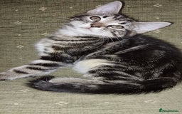 Mixed Breed cats for sale: Female tabby kitten - Image 1