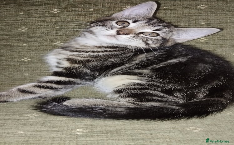 Mixed Breed cats - Advert 3