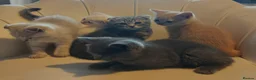 British Shorthair cats for sale: 5 handsome boys Bradford  - Advert 11