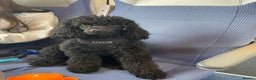 Toy Poodle dogs for stud: Toy poodle for stud - PROVEN - Fully DNA tested in Mexborough - Advert 7