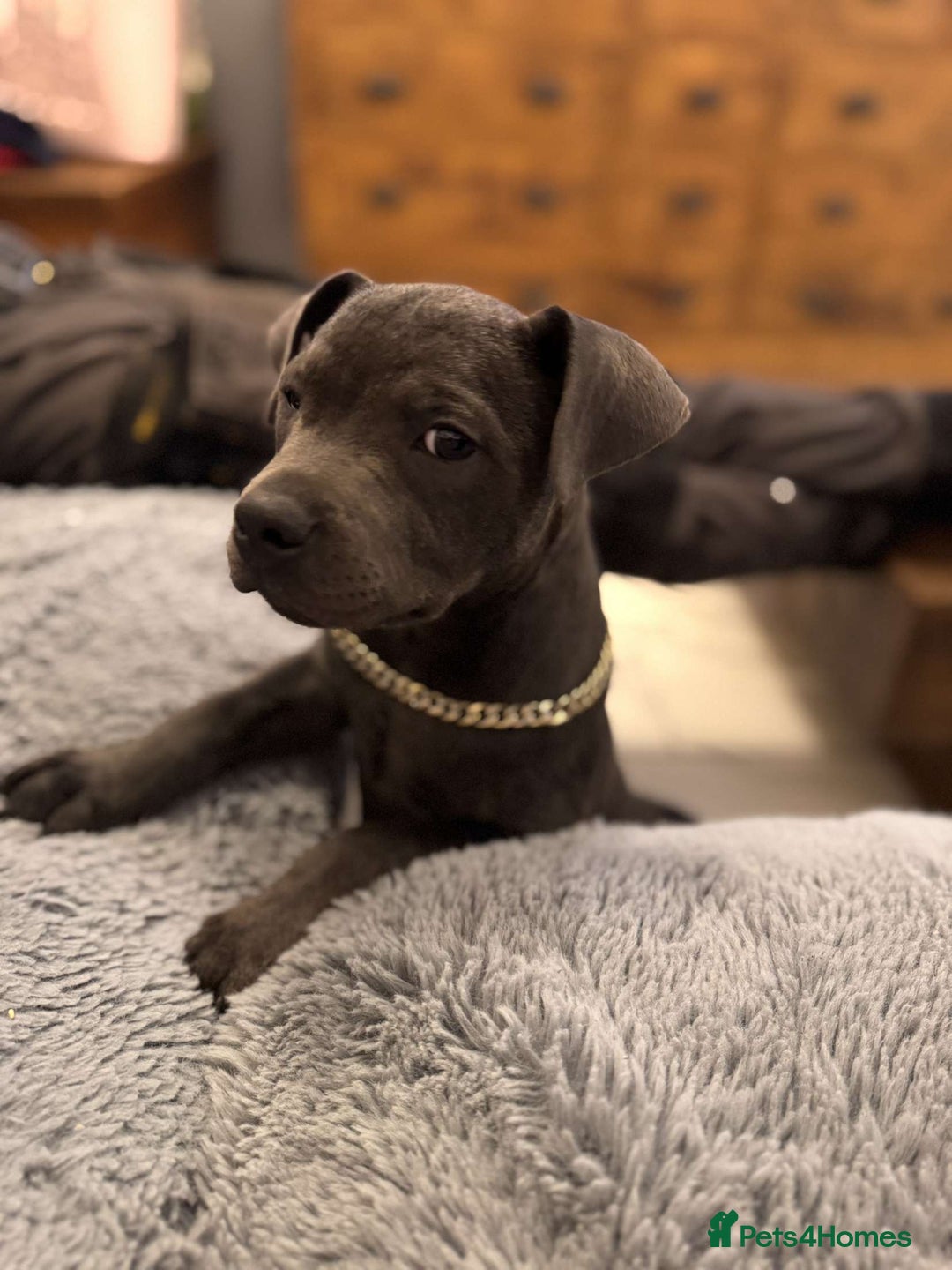 Staffordshire Bull Terrier dogs for sale: Stunning blue puppy  - Image 6