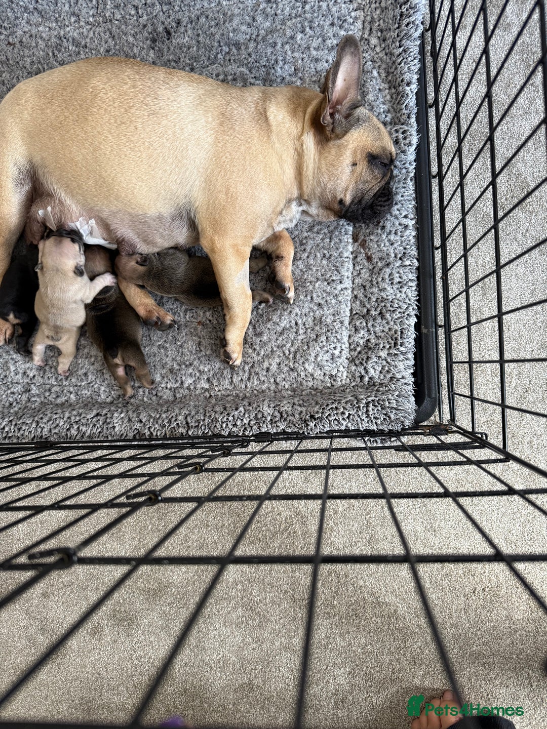 French Bulldog dogs for sale: French bull dog pups for sale - Image 7