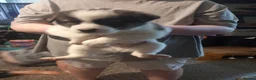 Huskita dogs for sale: Husky akita puppies  - Advert 16