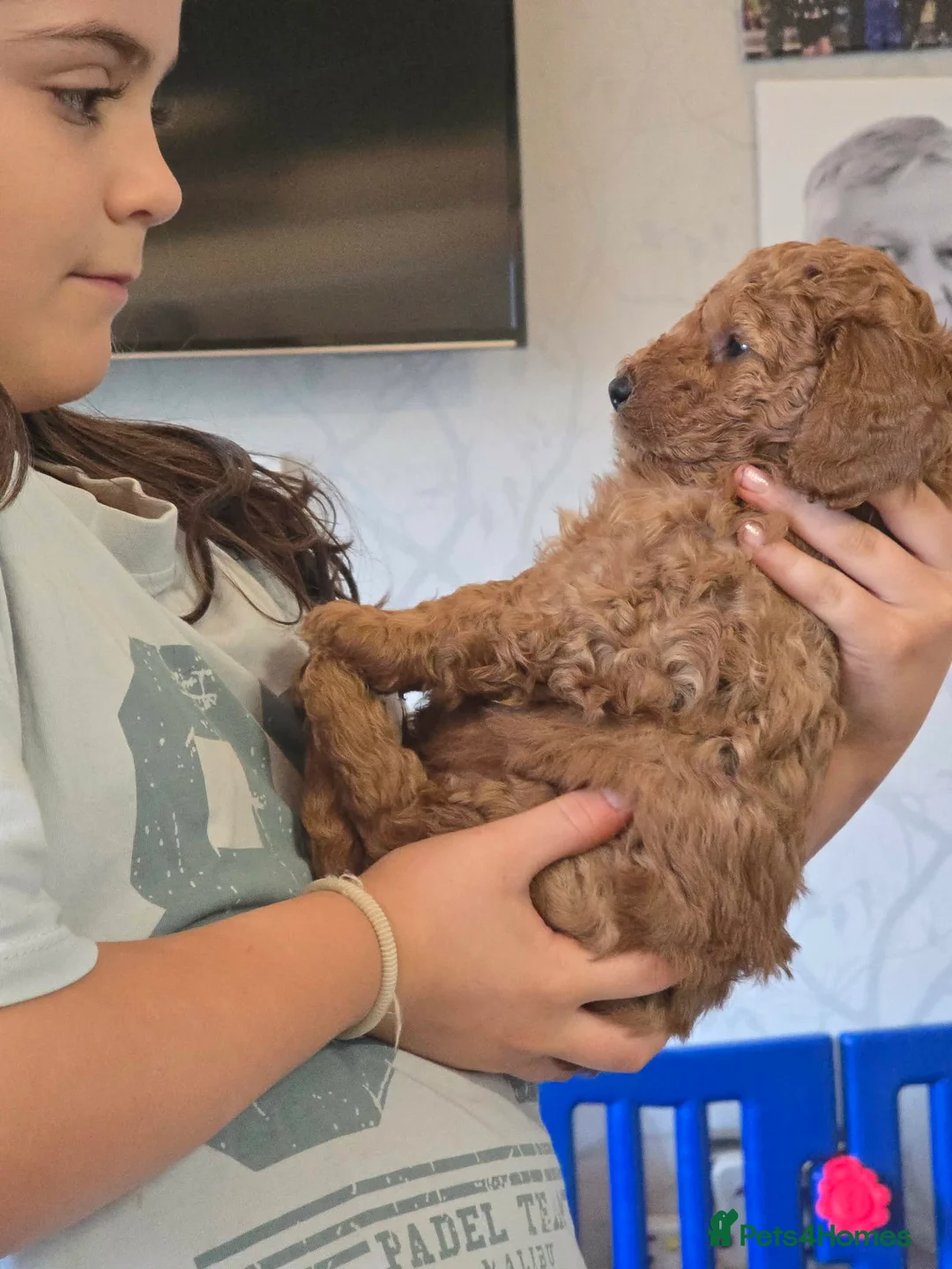 Cockapoo dogs for sale: Beautiful DNA Health tested Cockapoos - Advert 33