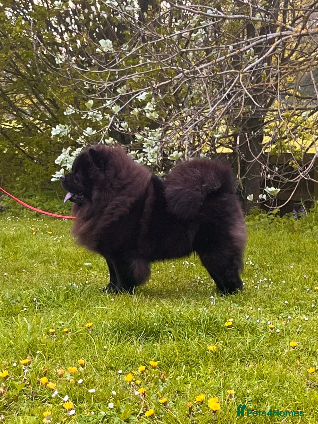Chow Chow dogs for sale: Kc Registered chowchow pups - Advert 9