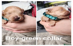 Maltipoo dogs for sale: F1B Toy Maltipoo  - Image 16