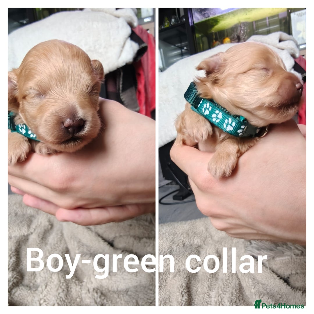 Maltipoo dogs for sale: F1B Toy Maltipoo  - Image 16