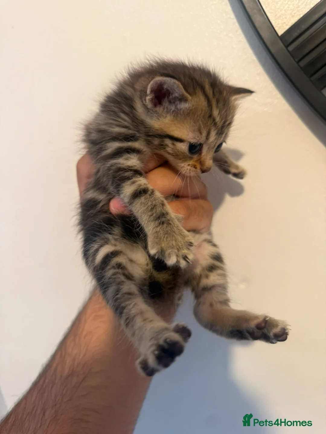 Mixed Breed cats for sale: 4 tabby kittens  in Sheffield - Advert 10
