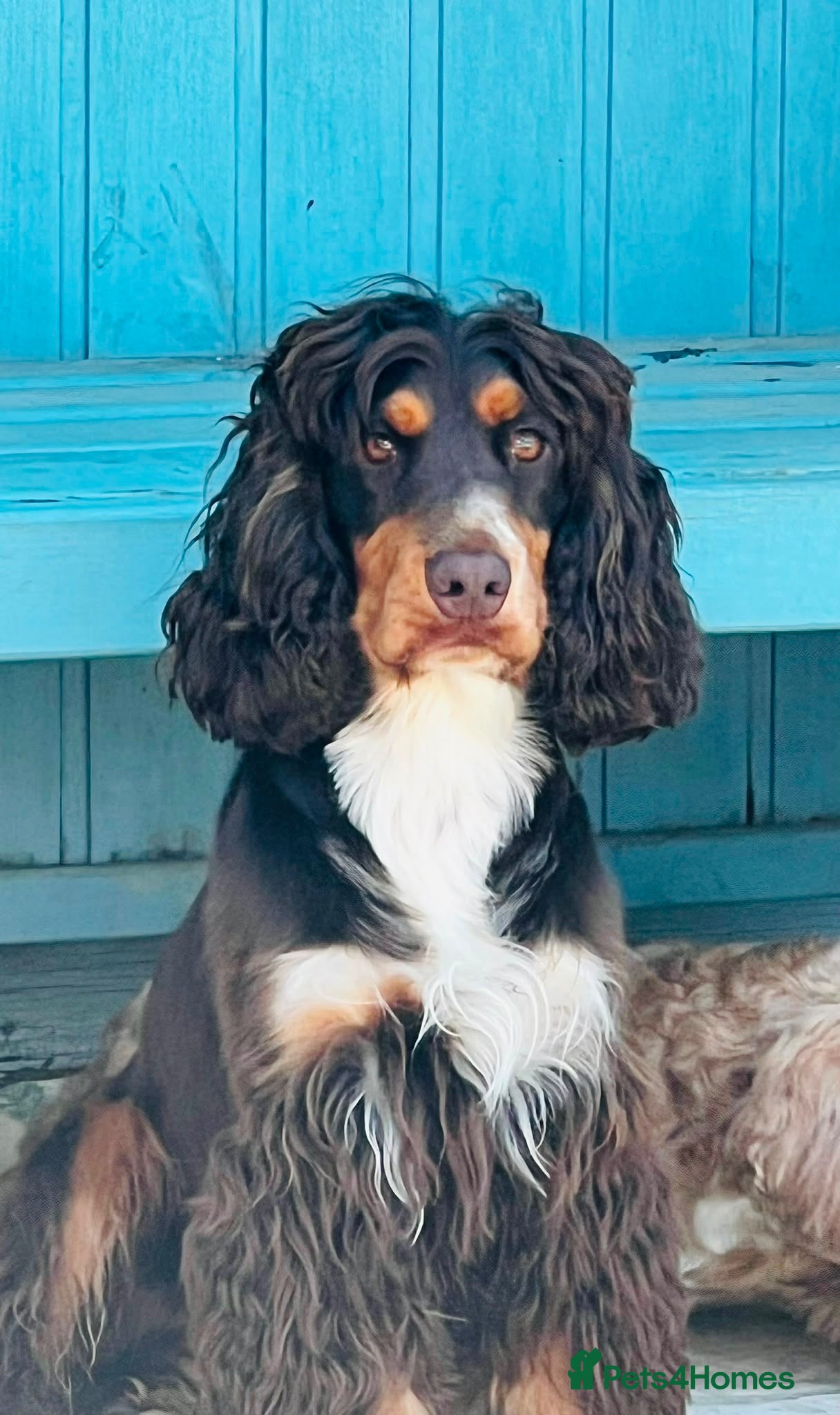 Cocker Spaniel dogs *for stud only* stunning show type cocker spaniel - Advert 1