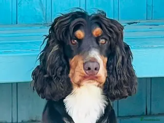 Cocker Spaniel dogs *for stud only* stunning show type cocker spaniel - Advert 1