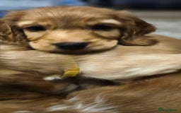 Cocker Spaniel dogs for sale: LAST 1l2: Show Cocker Spaniel Males 💛💚 - Image 10