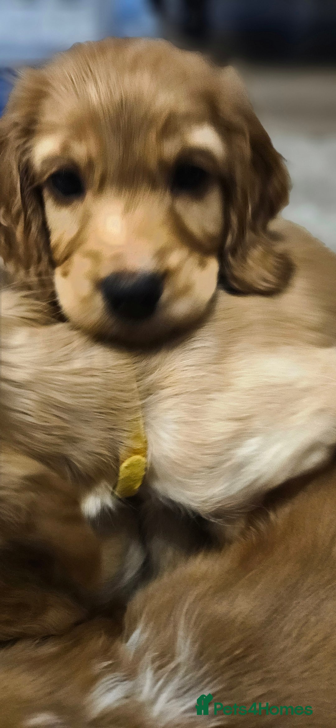 Cocker Spaniel dogs for sale: LAST 1l2: Show Cocker Spaniel Males 💛💚 - Image 10
