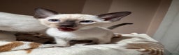 Siamese cats for sale: 3 cute Siamese kittens available - Advert 4