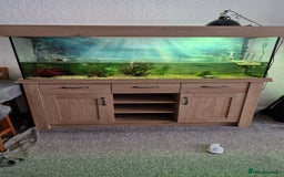 Turtle reptiles for sale: 2 musk turtles and tank - Image 5