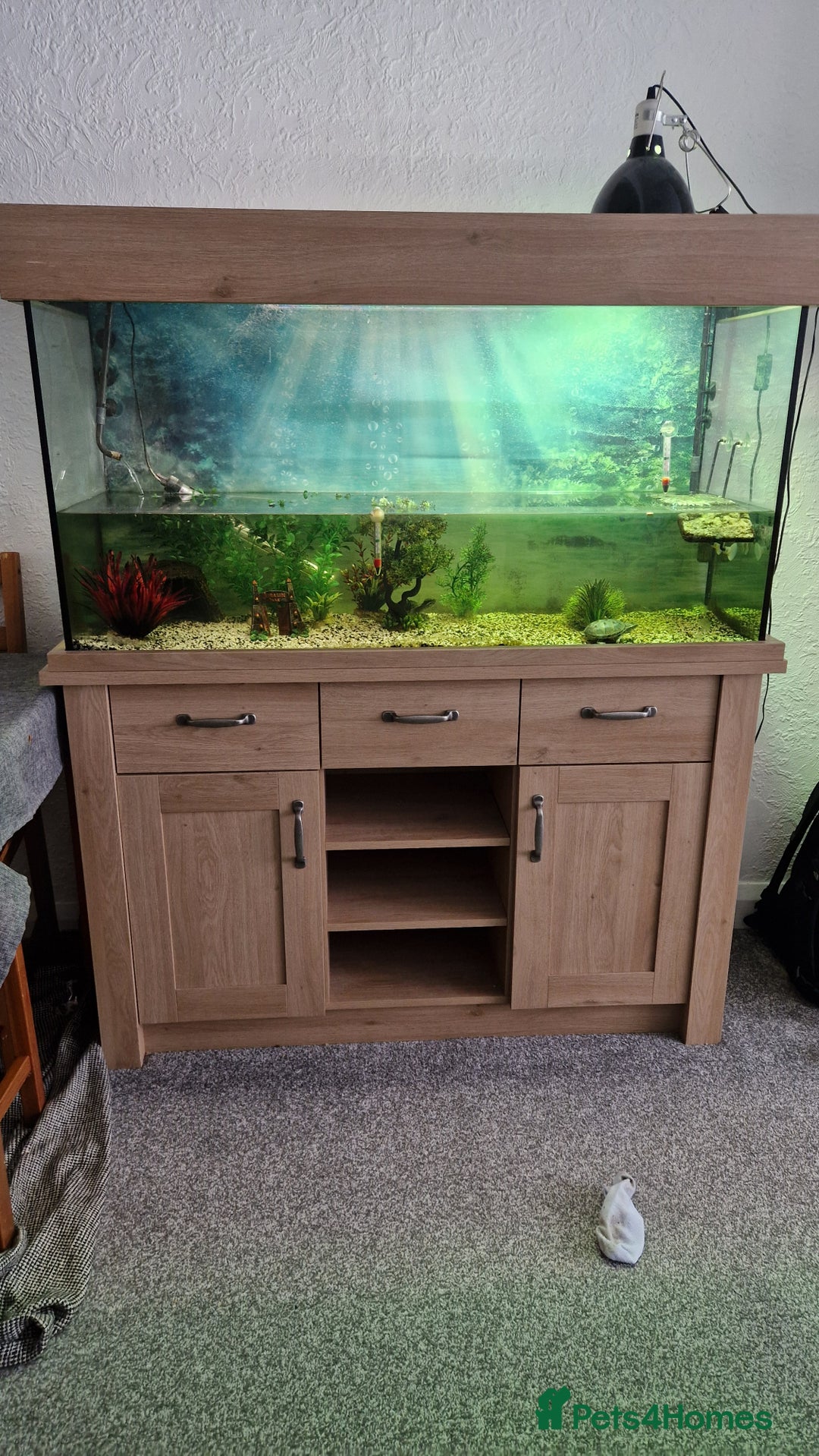Turtle reptiles for sale: 2 musk turtles and tank - Image 5