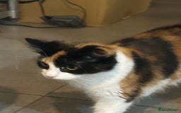 Mixed Breed cats for sale: 4 Loving Cats Seeking Forever Homes - Image 9