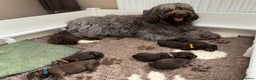 Labradoodle dogs for stud: F4 Standard Labradoodle (Fully Health Tested) in Milton Keynes - Advert 6