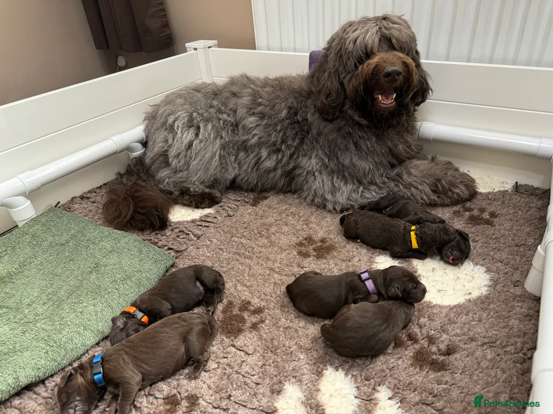 Labradoodle dogs for stud: F4 Standard Labradoodle (Fully Health Tested) - Advert 6