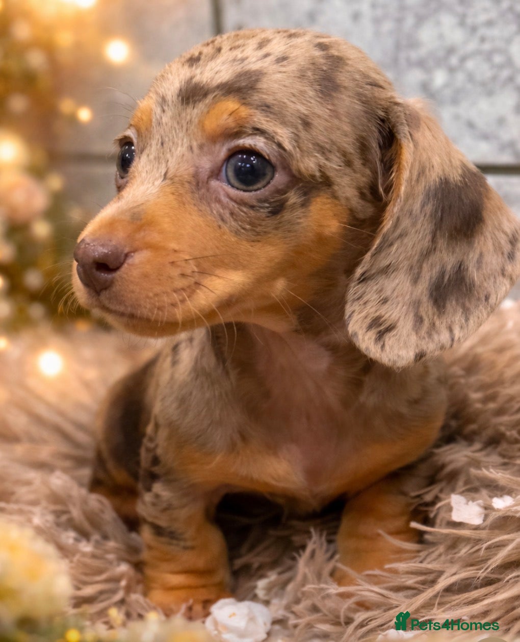 Miniature Dachshund dogs 🩷✨ extra small Dachshund pups KC kanninchen 🩷✨  - Advert 1