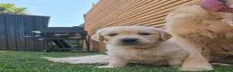 Golden Retriever dogs for sale: 5* Golden Retriver puppies - Advert 4