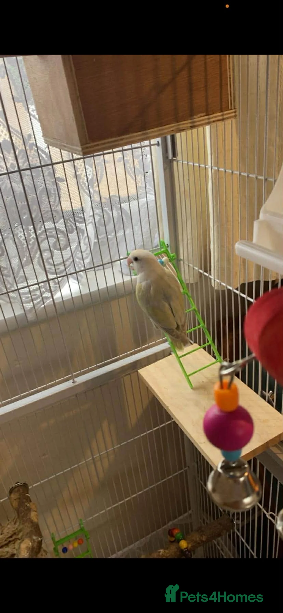 Lovebirds birds for sale: Beautiful pair of love birds  - Advert 3