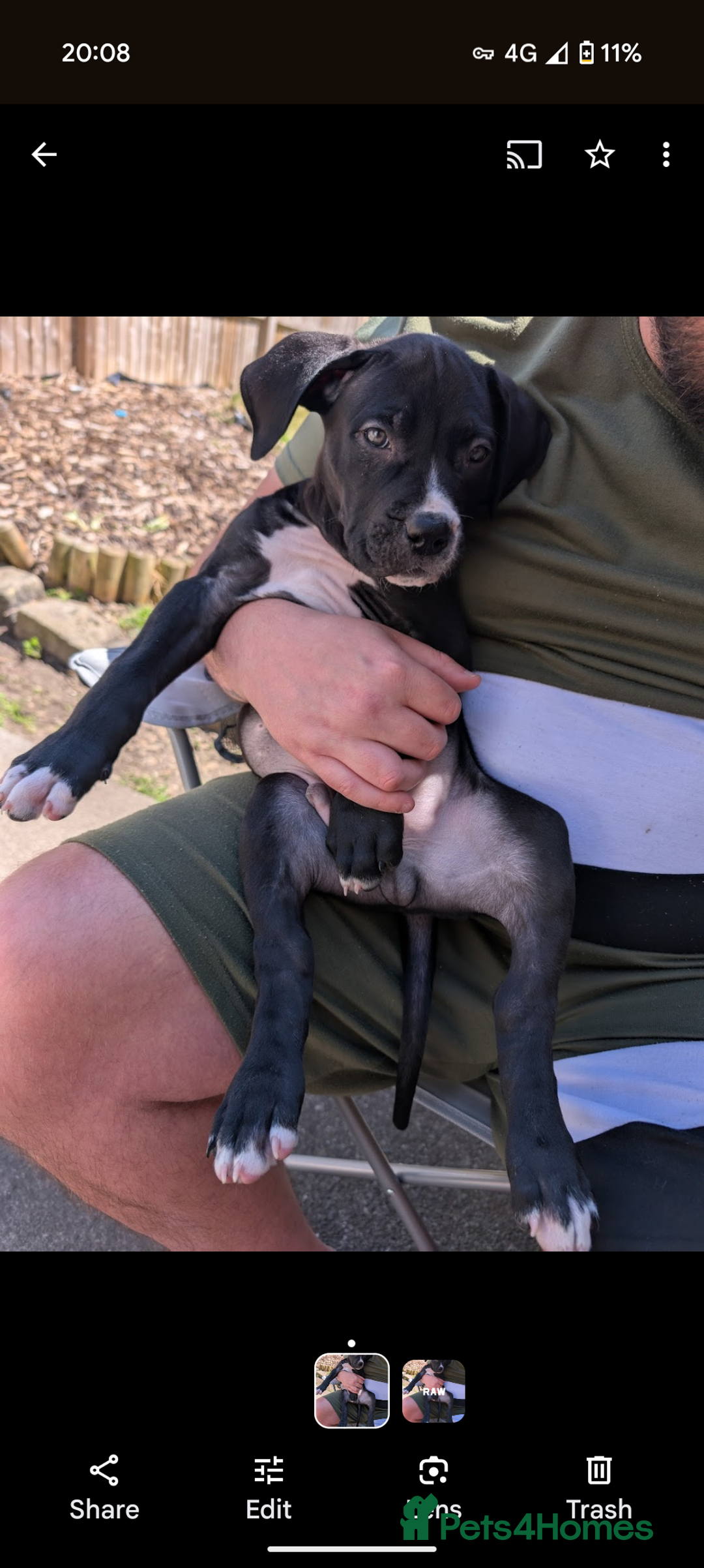 Presa Canario dogs for sale: 5 month old presa canario pup Milo - Image 8