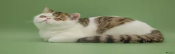 Exotic cats for sale: Gorgeous GCCF reg. Exotic kittens - Advert 2