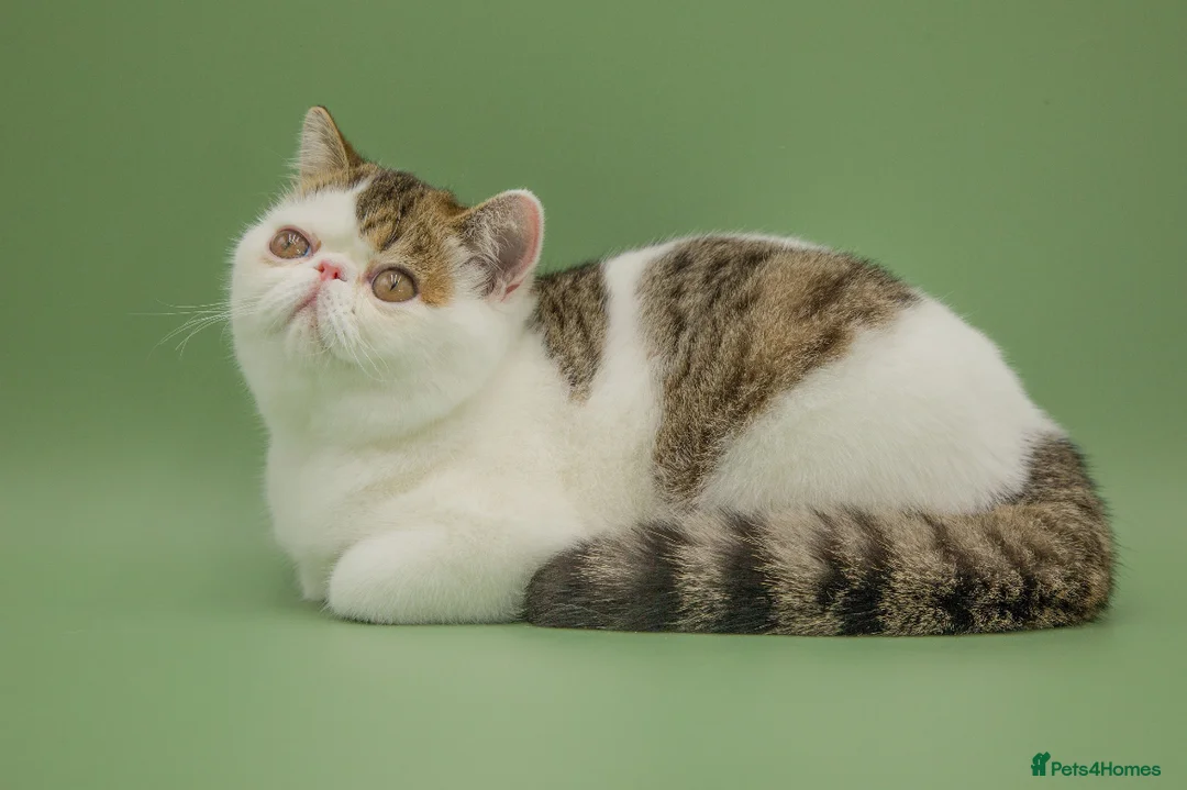 Exotic cats for sale: Gorgeous GCCF reg. Exotic kittens - Advert 2