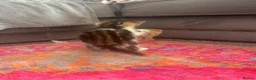 British Longhair cats for sale: Gorgeous fluffy kittens - Advert 22