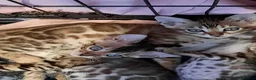 Bengal cats for sale: Stunning litter of brown rosetted Bengal cubs  - Advert 26
