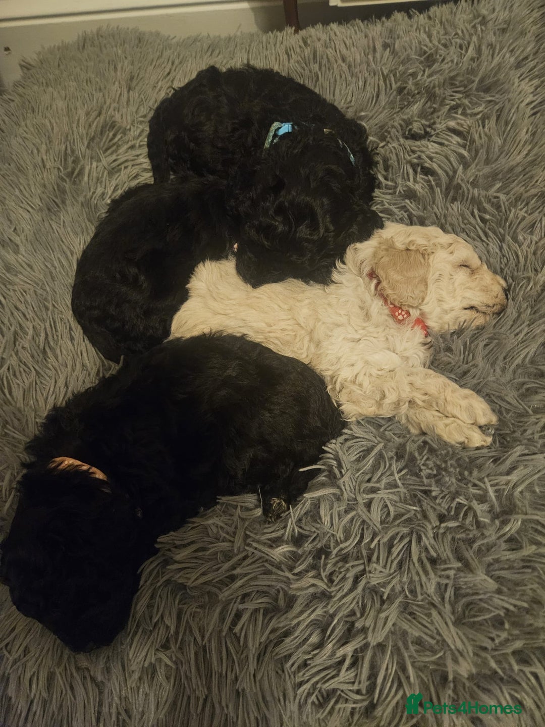 Schnoodle dogs for sale: Schnoodle Puppies - Advert 30