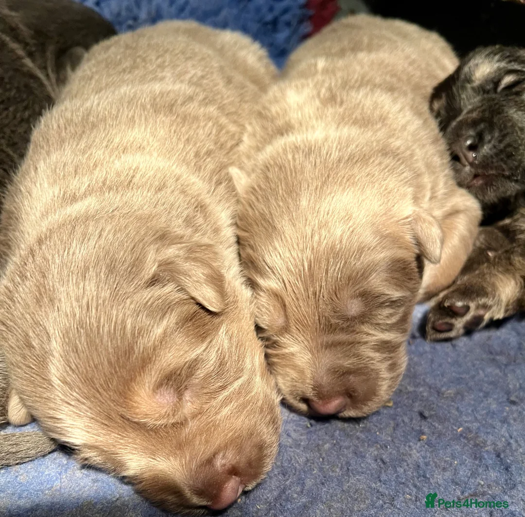 German Shepherd dogs for sale: KC Longcoat German Shepherd pups for Sale  - Advert 2