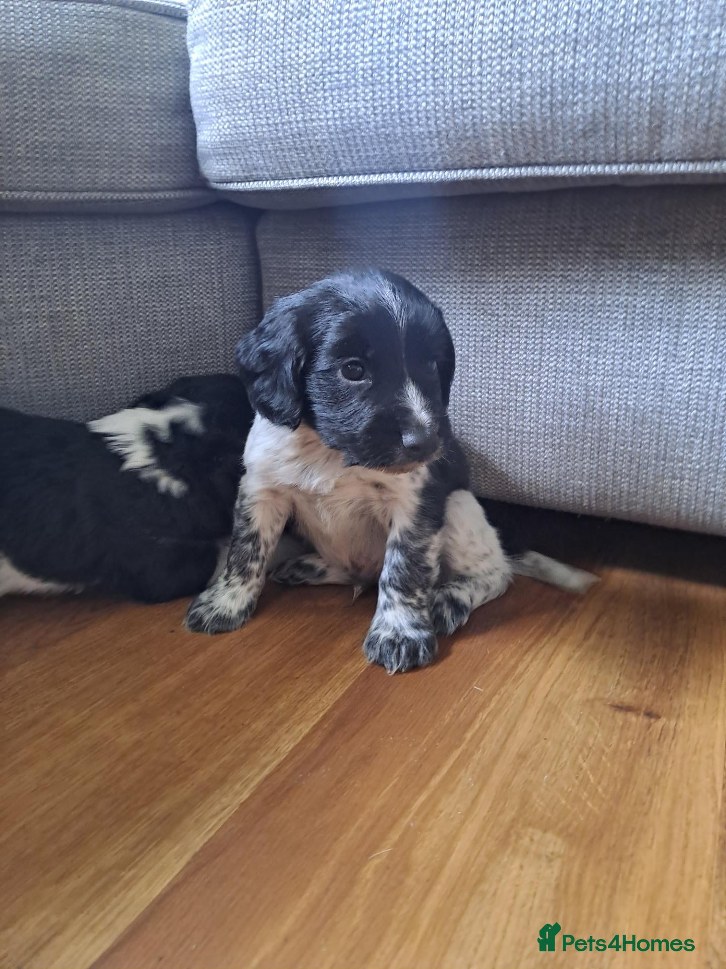 Sprocker dogs beautiful F1 Sprocker puppies  - Advert 1