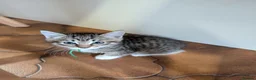 Maine Coon cats for sale: Ragdoll and Mane Clone mix parent  in Perth - Advert 8